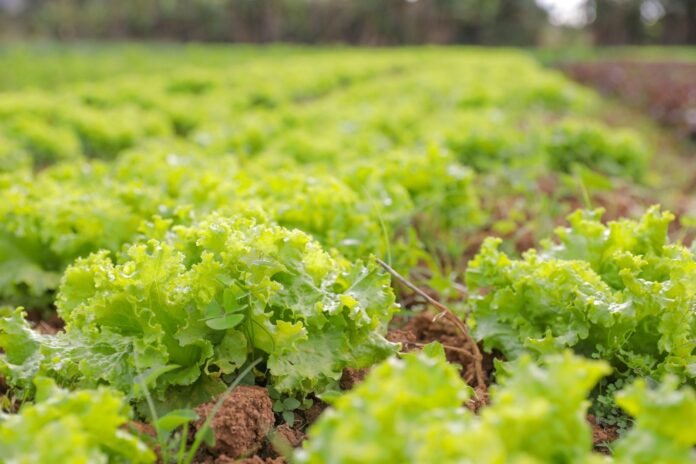 6.7.-Agricultura.-Foto-Tony-Oliveira-Agencia-Brasilia2